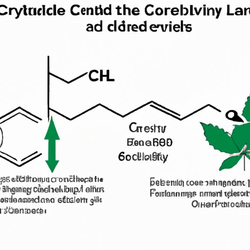 CBD and Levothyroxine: A Critical Analysis of Their Potential Interactions