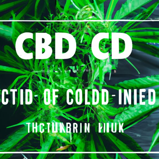 The Science of CBD Detox