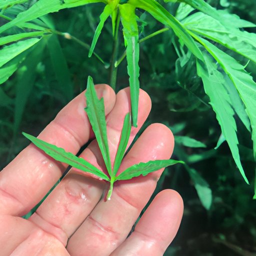 II. Understanding the basics of growing CBD flower