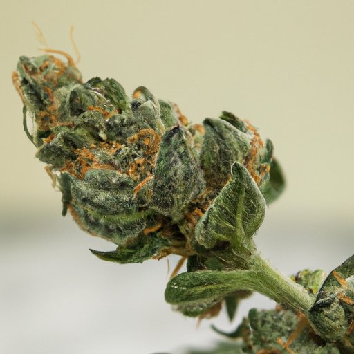 The Science Behind Sticky CBD Bud: