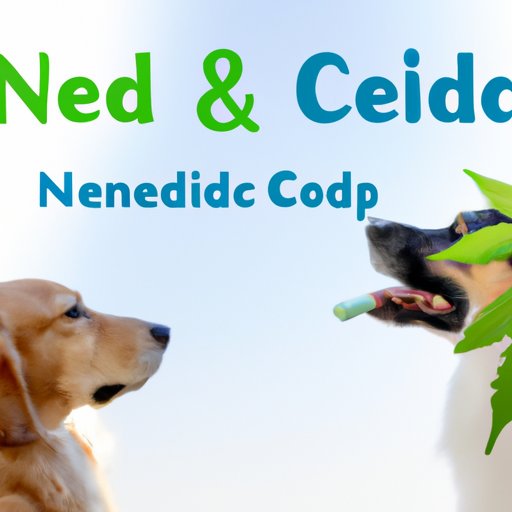 CBD Treats versus Traditional Meds: A Comparison for Canine Care