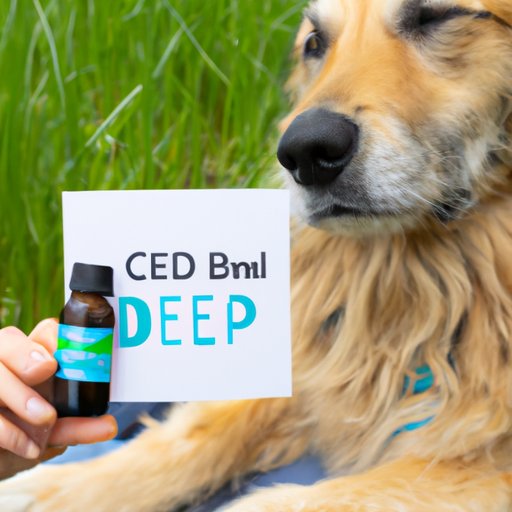 The Benefits of CBD Treats for Dogs: What every pet owner needs to know