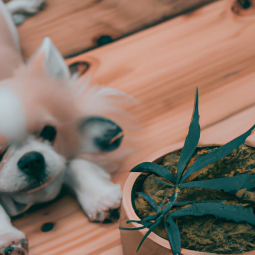 CBD and Dogs: Separating Myth from Reality