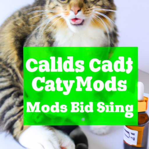 The Truth About Giving Your Cat CBD Oil: Benefits and Risks Explained