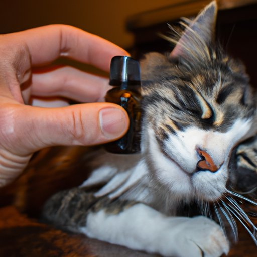 Cats and CBD Oil: Success Stories and Precautions Every Owner Should Be Aware Of