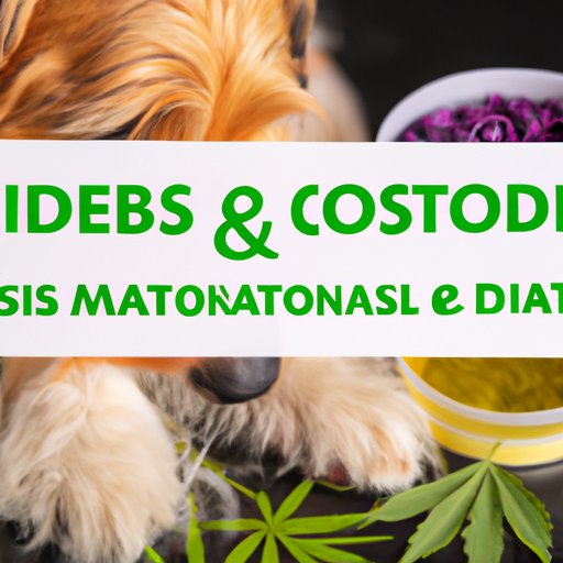 CBD and Digestive Health in Dogs: Exploring the Link Between Use and Upset Stomachs