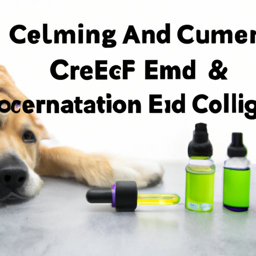 Comparing CBD Oil to Traditional Medications for Dog Seizures