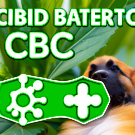 CBD for Your Dog: Understanding the Risks and Benefits