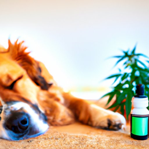 The Science Behind Why CBD Might Soothe Your Dog to Sleep