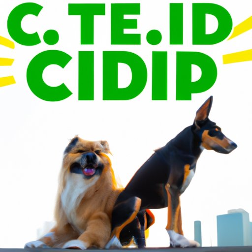 CBD Oil and Digestive Issues in Dogs: Understanding the Connection