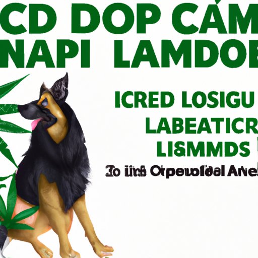Can CBD Oil Shrink Lipomas in Dogs