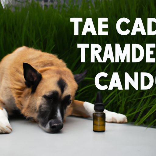 Maximizing the Effects of CBD Oil for Dogs with Tumors