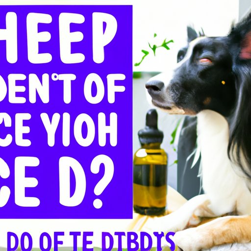 What to Do If Your Dog is Allergic to CBD Oil