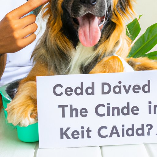 VI. What You Need to Know Before Giving Your Dog CBD Edibles