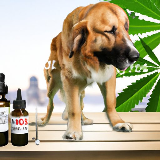The Science behind the Effectiveness of CBD Oil in Reducing Chronic Pain in Dogs and Humans