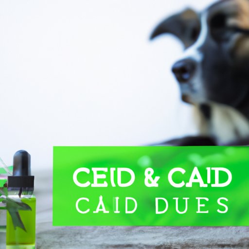 CBD Oil as a Natural Treatment Option for Controlling Anxiety and Stress in Dogs and Humans