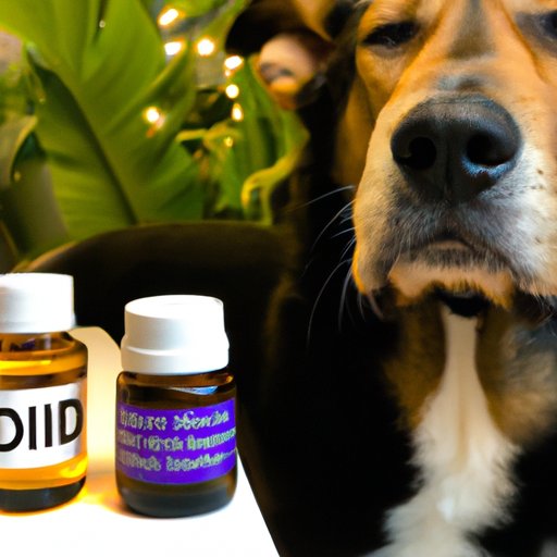 The Pros and Cons of Giving CBD Products to Dogs