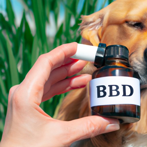 The Debate on CBD for Dogs: Potential Benefits and Risks