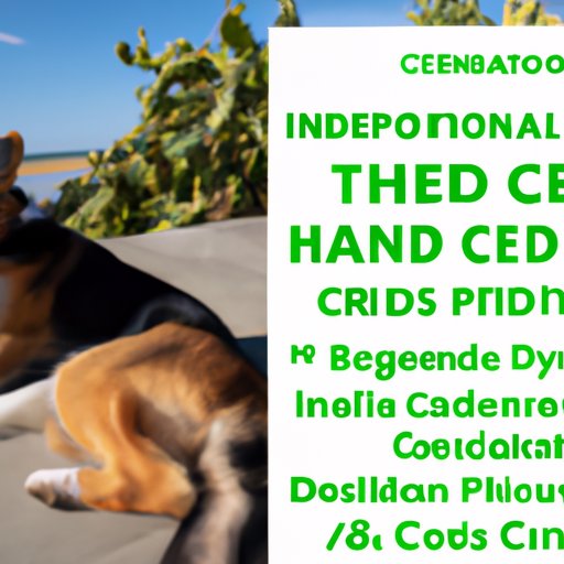 CBD Side Effects in Canines: Information and Warnings