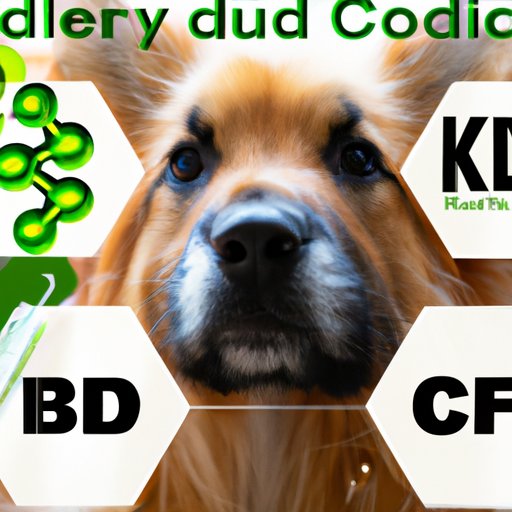 Understanding CBD Oil and How it Can Help Your Furry Friend