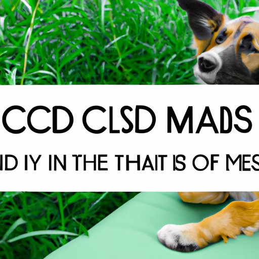 What You Need to Know Before Giving Your Dog CBD