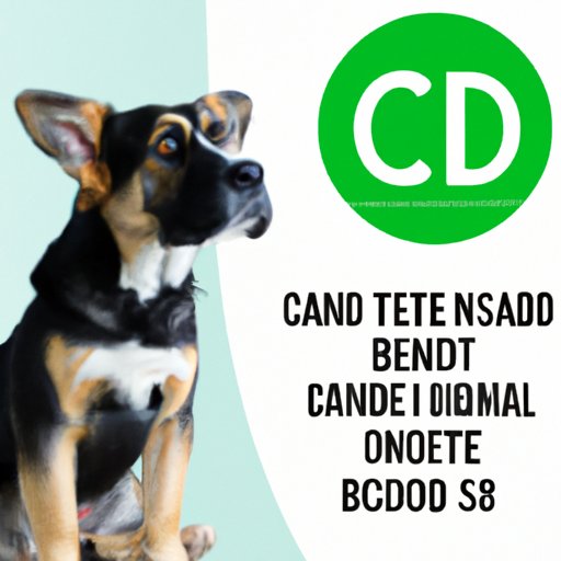 III. 10 Things to Consider Before Giving Your Dog CBD for Humans