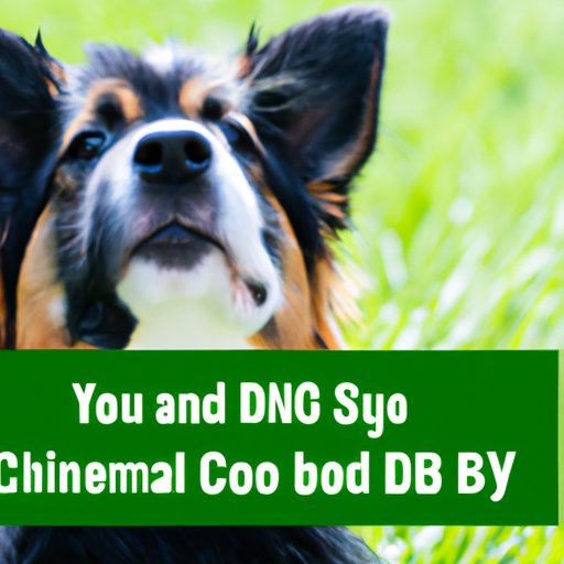 4 Things to Consider Before Giving Your Dog Human CBD