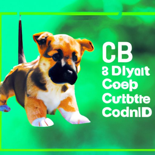 VI. The Top Five Factors to Consider Before Giving Your Puppy CBD
