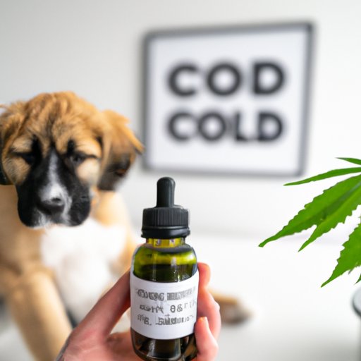Soothing Your Hyperactive Puppy with CBD Oil: Tips and Tricks for Success