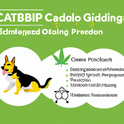 A Comprehensive Guide to Administering Gabapentin and CBD Oil to Your Pet