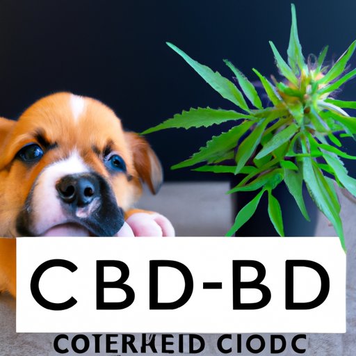 The Science Behind CBD and Its Effects on Puppies