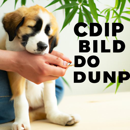 Natural Remedies: How CBD Oil Can Help Puppies with Chronic Pain