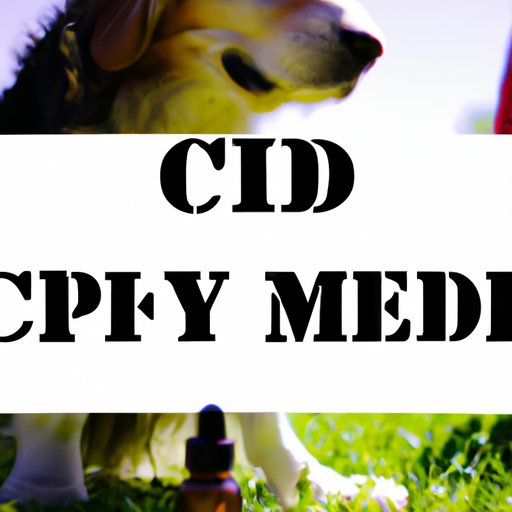 Advocacy for CBD Regulations in the Pet Industry