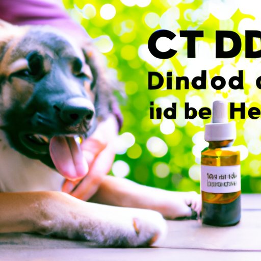 Understanding the Benefits and Risks of Giving CBD to Dogs