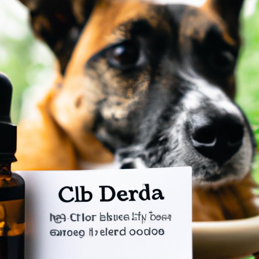 The Safety and Legality of Giving CBD to Your Furry Friends