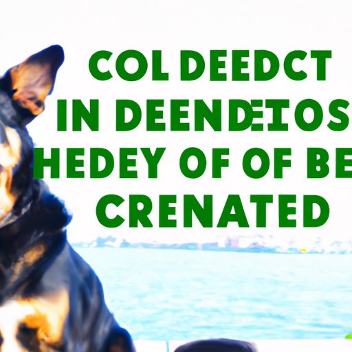 Expert Recommendations for Giving CBD to Dogs Safely