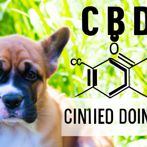 Understanding the Science Behind CBD and Dog Health: The Risks of Overdoing It