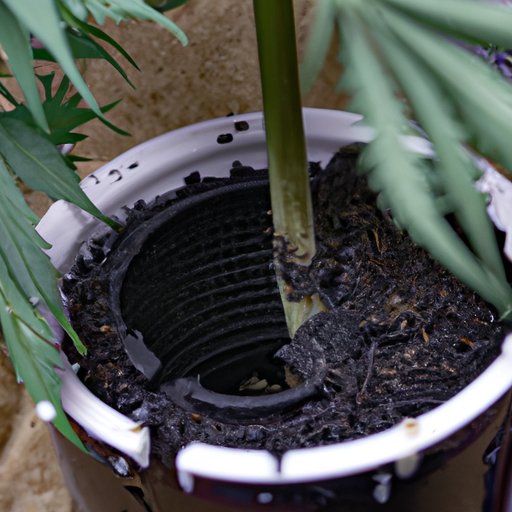 Common Mistakes to Avoid When Growing CBD Plants