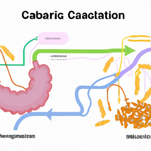 The Metabolic Pathway of Carbohydrate Absorption in the Small Intestine