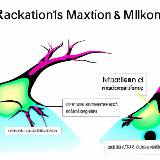 Myelination Matters: The Impact of Axons on Brain Communication