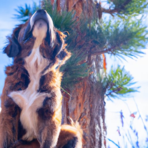 III. Barking Up The Right Tree: How CBD Can Decrease Anxiety In Dogs