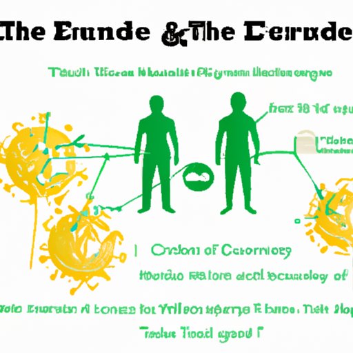 II. The Entourage Effect: How CBD and THC Work Together in the Body