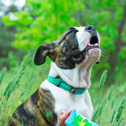 Managing Your Aggressive Dog with CBD: What You Need to Know