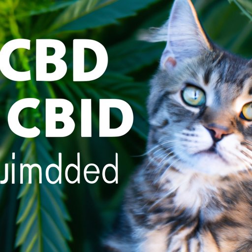 V. CBD Oil for Cats with Anxiety: What You Need to Know