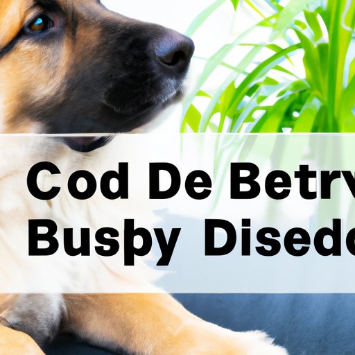 Safety First: What You Need to Know Before Giving Your Dog CBD