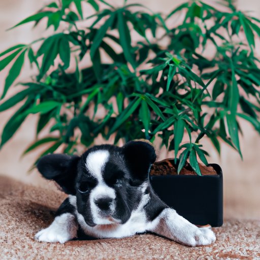 CBD as a Natural Remedy for Aggression in Dogs: A Comprehensive Guide