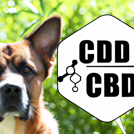 The Pros and Cons of Using CBD for Dog Aggression