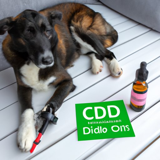 IV. CBD Oil as an Alternative Treatment for Dogs with Separation Anxiety