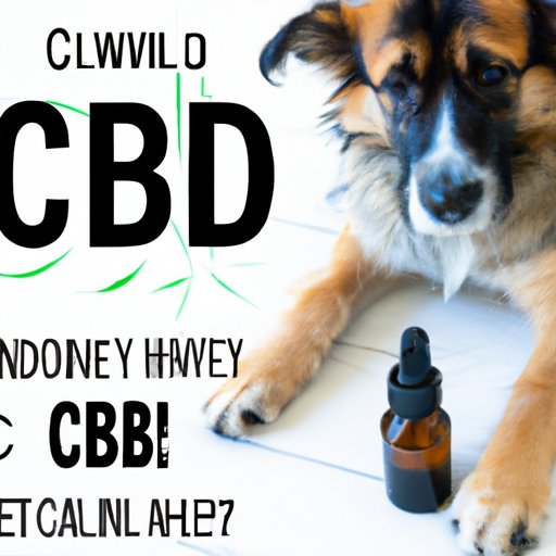 How CBD Oil Can Help Dogs with Anxiety and Stress