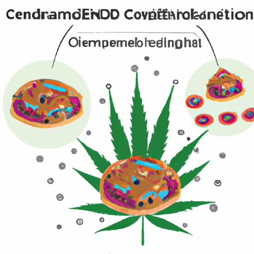 III. The Role of the Endocannabinoid System in Appetite Regulation